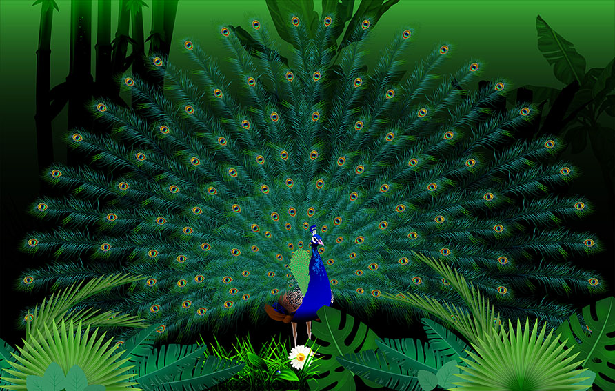 Ilustración Pavo Real